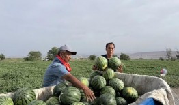 郓城免费吃瓜,免费吃瓜盛宴来袭，共享清凉夏日时光